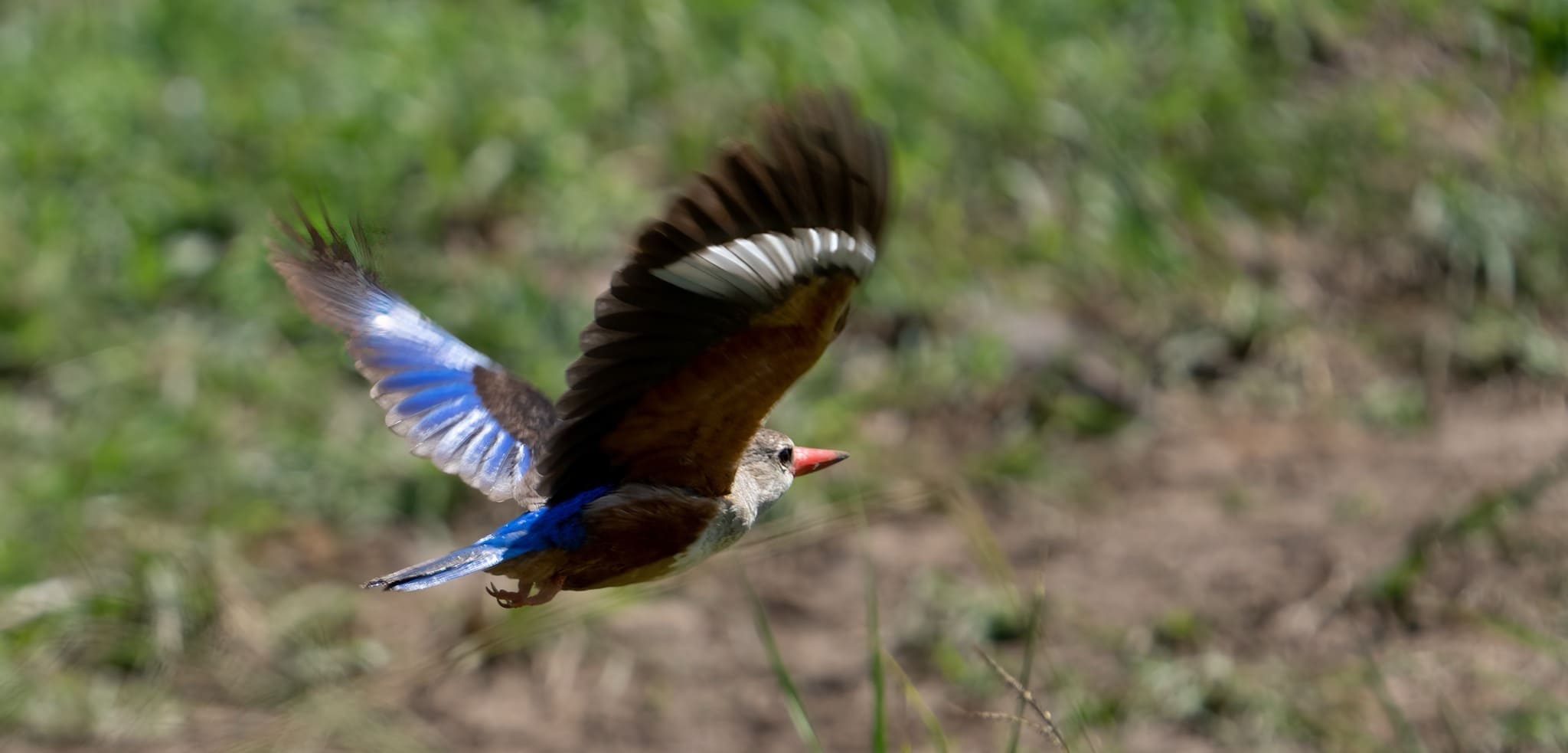 Grey-Headed Kingfisher